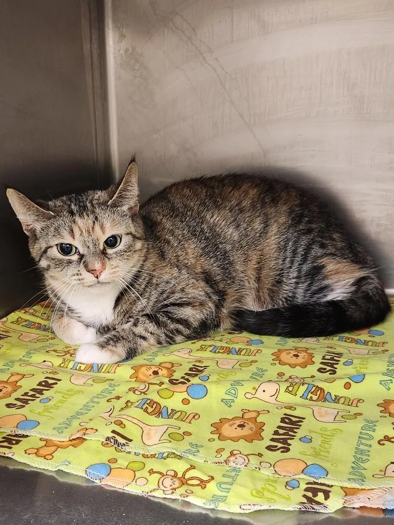 Dannie Annie  Working