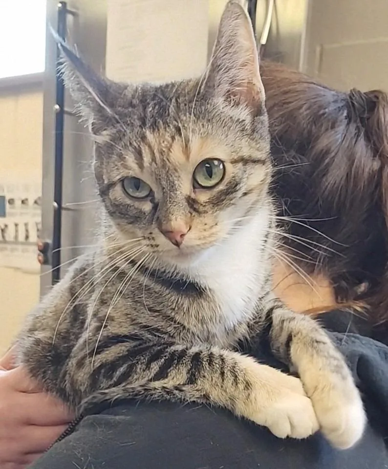 Dannie Annie  Working thumbnail 2