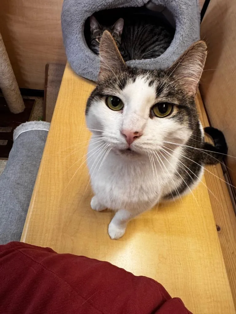 An adult small-sized male Domestic Short Hair cat named Maverick for adoption in Camp Hill, PA