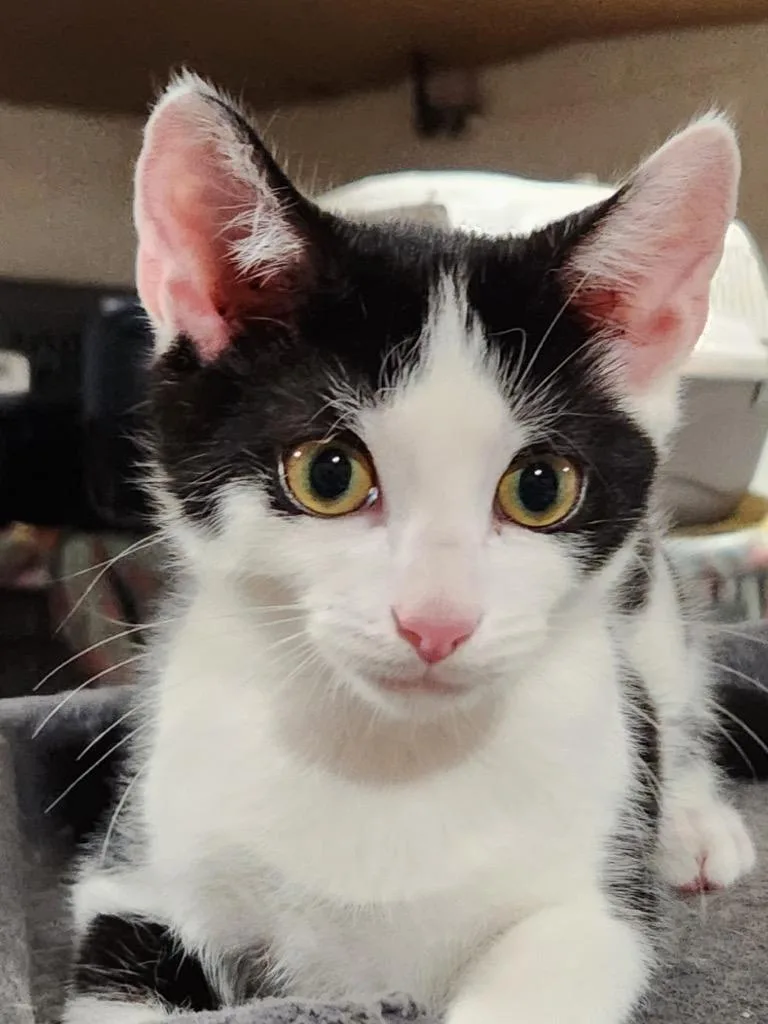 A young medium-sized male Domestic Short Hair cat named Lestat for adoption in Camp Hill, PA