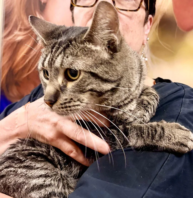 An adult medium-sized male Domestic Short Hair cat named Baxton for adoption in Brooklyn, NY