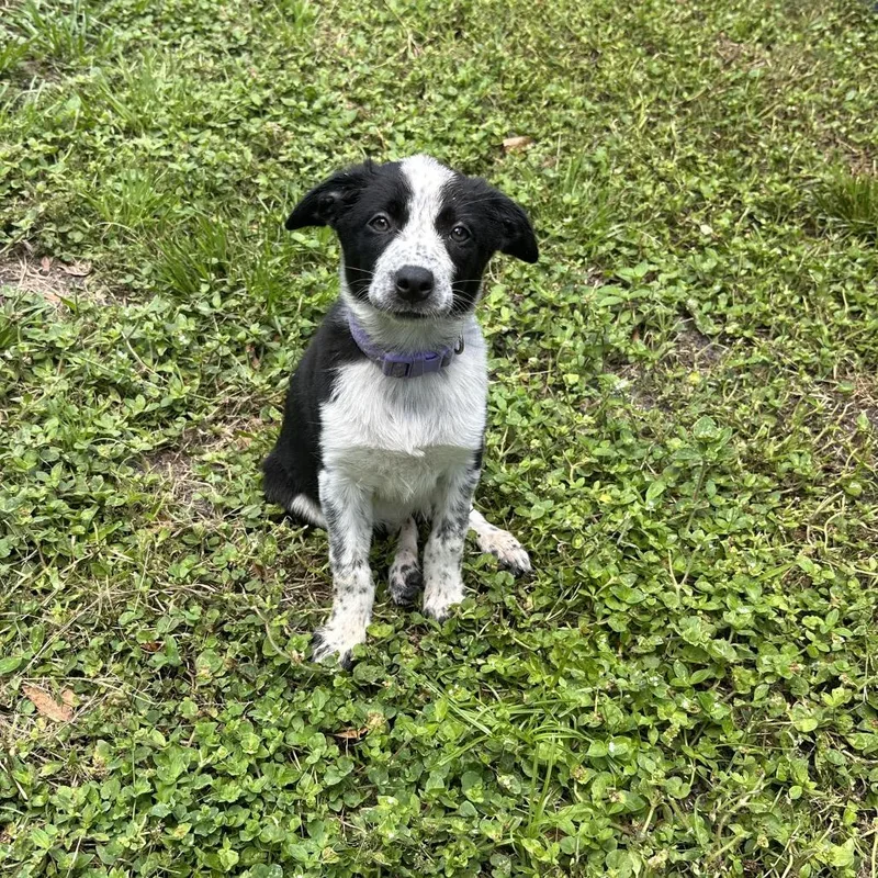 A baby medium-sized female Gray / Blue / Silver Cattle Dog dog named Athena_ for adoption in Kissimmee, FL