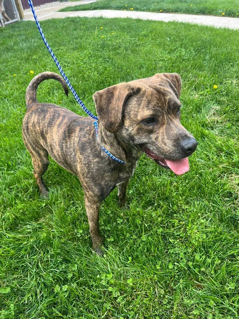 A young medium-sized female Pit Bull Terrier dog named Mia for adoption in Kendallville, IN
