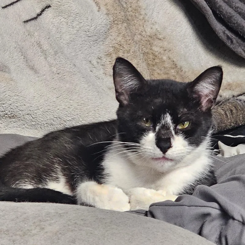 A young small-sized male Black Domestic Short Hair cat named Squidward for adoption in Rochester, MN