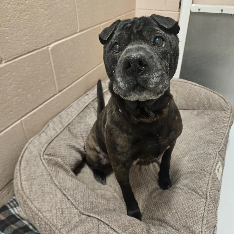 A senior medium-sized male Black Shar-Pei dog named Poe for adoption in Conway, NH