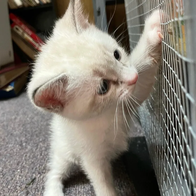 A baby medium-sized male Blue Point Domestic Short Hair cat named Wallowa for adoption in Silverton, OR