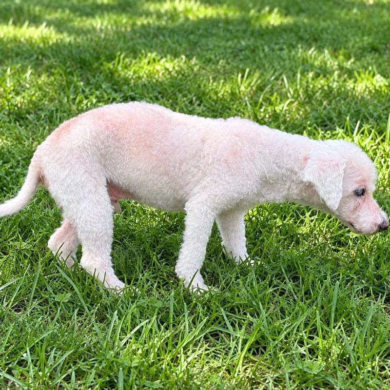 A senior small-sized male White / Cream Miniature Poodle dog named Toby Christian for adoption in Houston, TX
