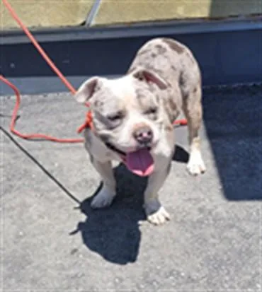 An adult large-sized male American Bulldog dog named Champ for adoption in Los Angeles, CA