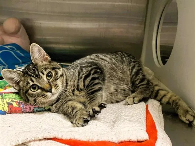 A baby small-sized male Domestic Short Hair cat named Castiel for adoption in Tustin, CA