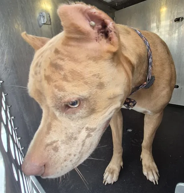 A young medium-sized female American Staffordshire Terrier dog named Suki for adoption in San Antonio, TX