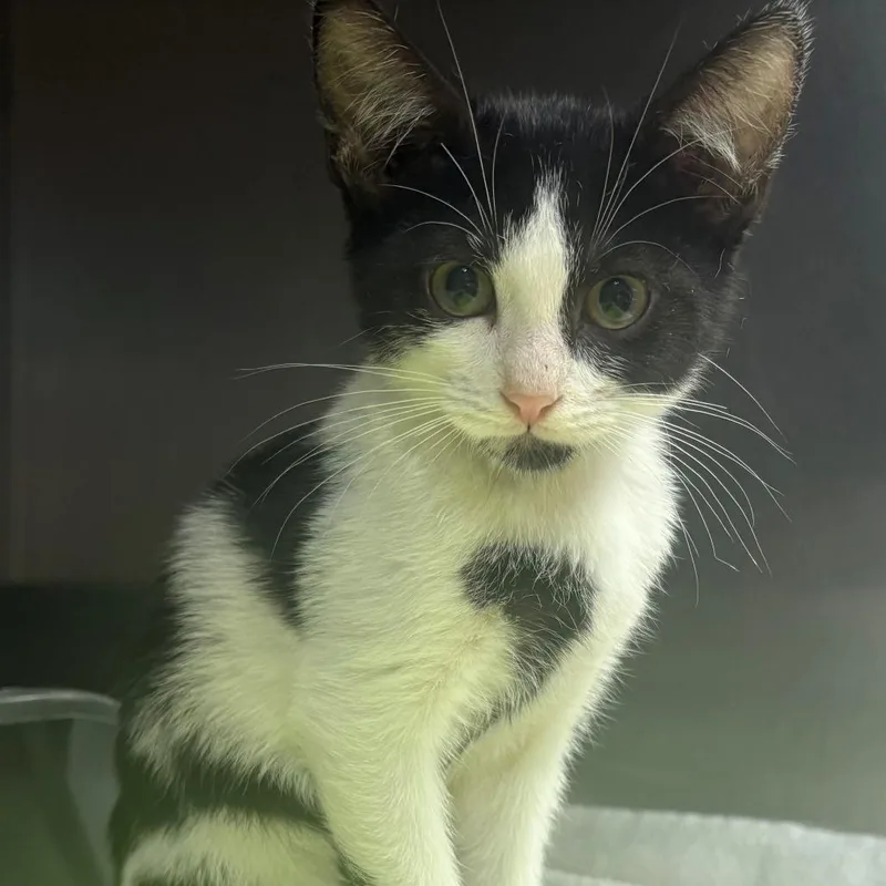 A baby small-sized female White Domestic Short Hair cat named Jersey for adoption in East Hanover, NJ
