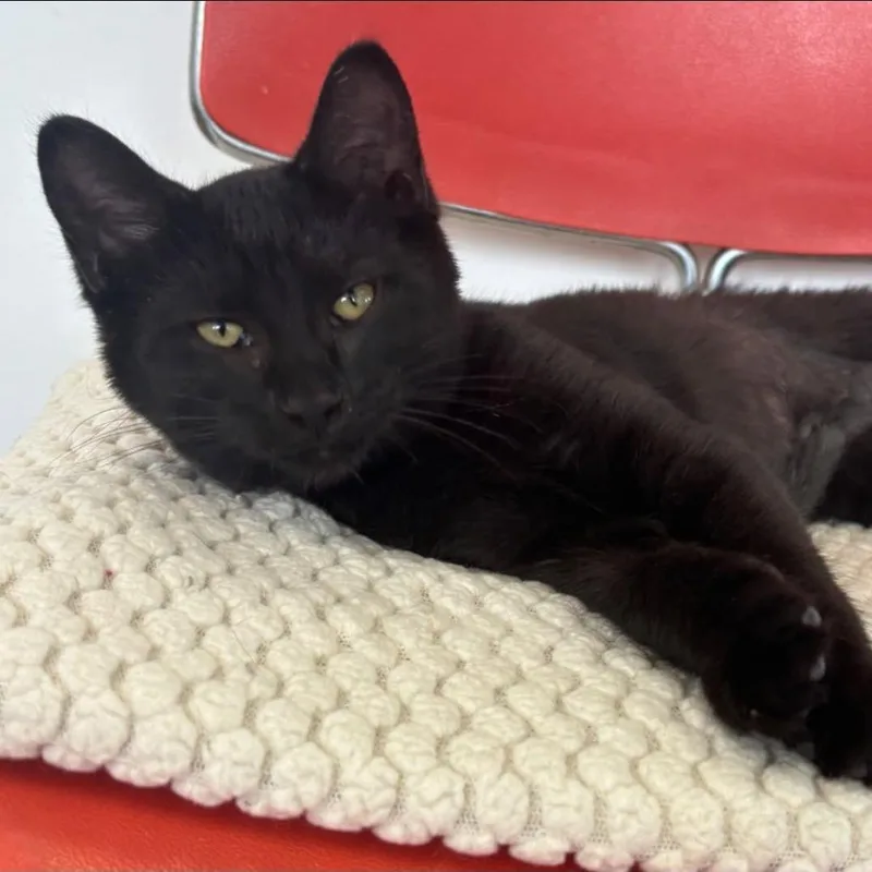 A baby small-sized female Black Domestic Short Hair cat named Wanda for adoption in Hamburg, NY
