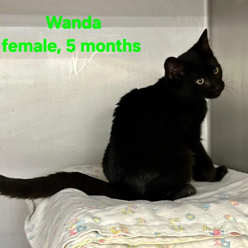 Wanda thumbnail 3