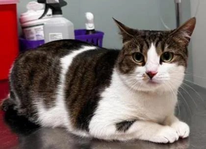 An adult large-sized female Brown / Chocolate Domestic Short Hair cat named Millie for adoption in Annapolis, MD