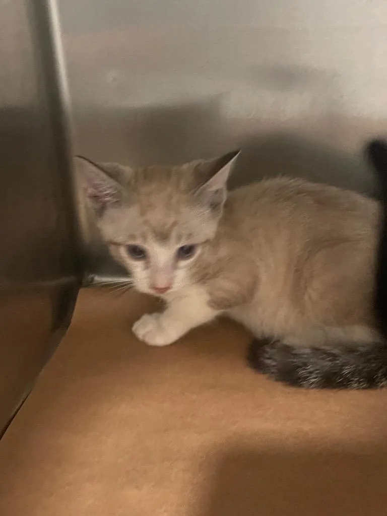 A baby small-sized male Domestic Short Hair cat named Yoyo for adoption in Cartersville , GA