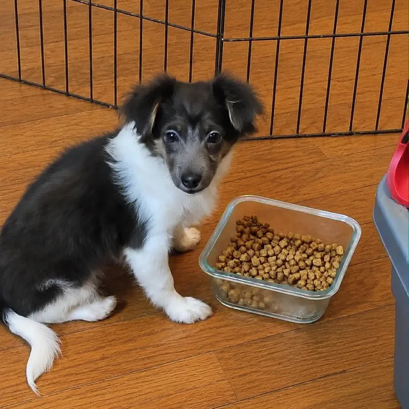 A baby small-sized female Black Jack Russell Terrier dog named Juliet for adoption in Cleveland, TN