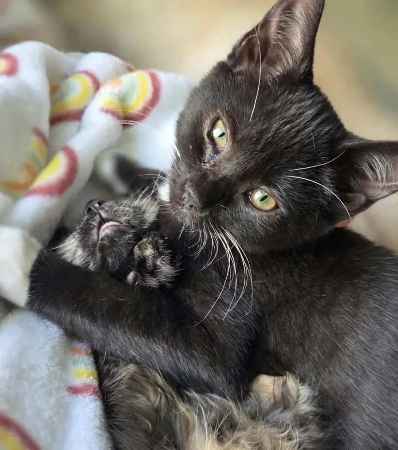 A baby small-sized male Black Domestic Short Hair cat named Kevin for adoption in Maineville, OH