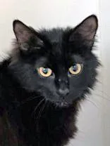 A baby small-sized female Domestic Medium Hair cat named Beyonce for adoption in Fishers, IN
