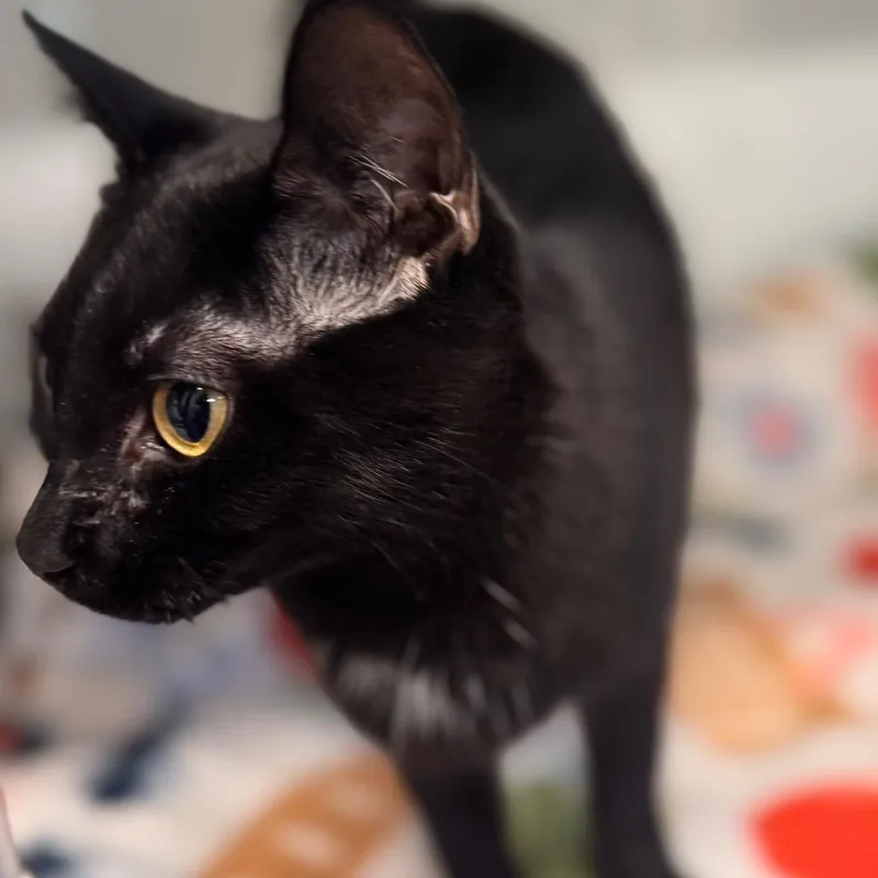 Coco