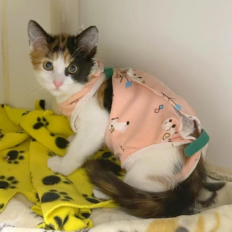 A baby small-sized female Calico Domestic Short Hair cat named Tasha for adoption in Woodinville, WA