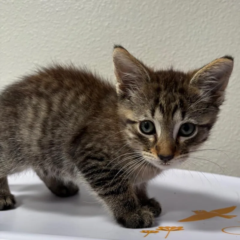 A baby small-sized male Brown / Chocolate Domestic Short Hair cat named Pancho for adoption in Englewood, FL