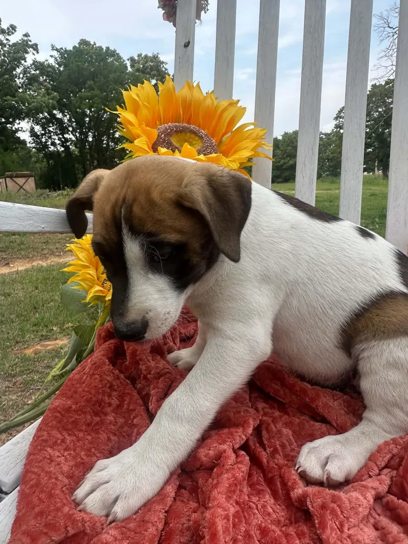 A baby medium-sized female Mixed Breed dog named Skye for adoption in Okemah, OK