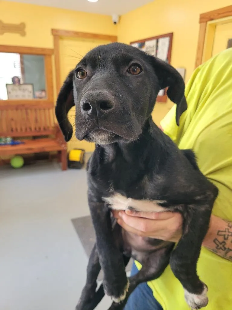 A baby large-sized female Mixed Breed dog named Liberty for adoption in Lawrenceburg, TN
