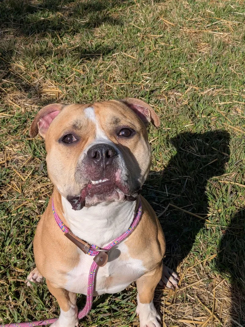 An adult medium-sized male Yellow / Tan / Blond / Fawn Pit Bull Terrier dog named Big Hunk for adoption in Chicago, IL