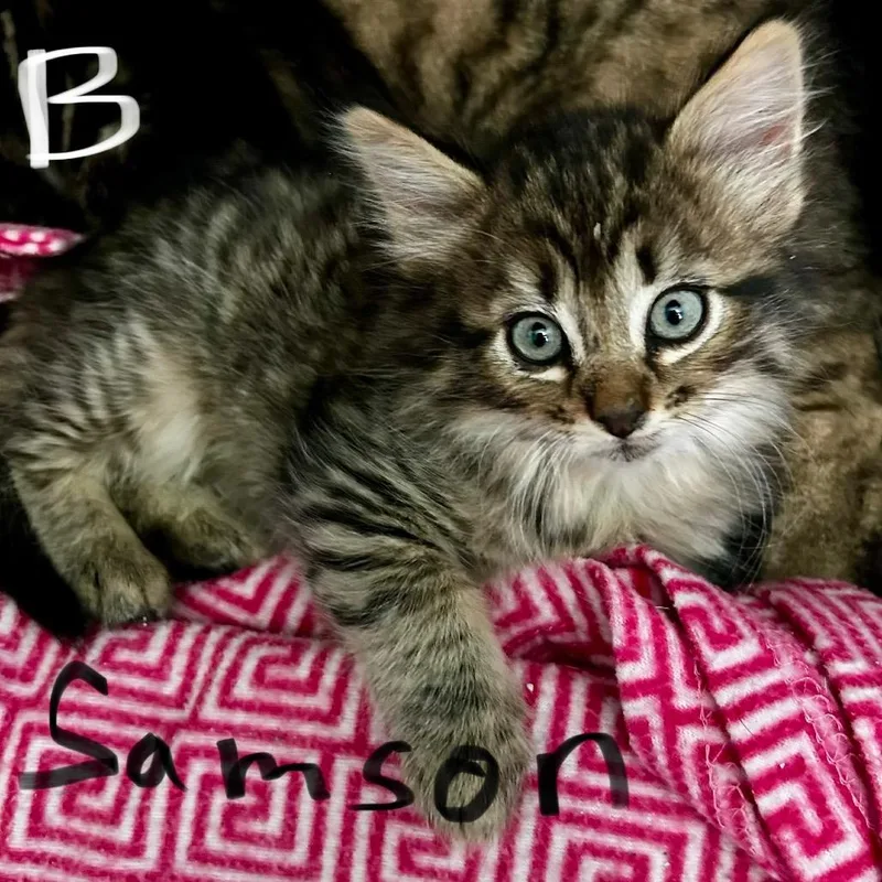 A baby small-sized male Black Domestic Long Hair cat named Nala Samson for adoption in Othello, WA