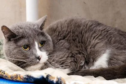 A senior medium-sized female Domestic Short Hair cat named Fuzzball for adoption in Longmont, CO