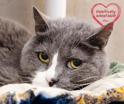 Fuzzball thumbnail 2