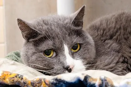 Fuzzball thumbnail 3