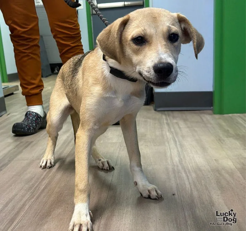 A young medium-sized female Labrador Retriever dog named Scout for adoption in Washington, DC