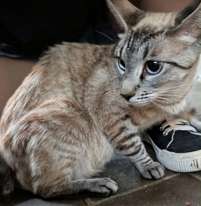 A young medium-sized female Siamese cat named Precious for adoption in Grand Junction, CO