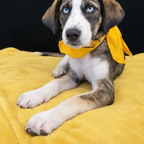 A baby medium-sized female Bicolor Husky dog named Glacier for adoption in Leesburg, AL