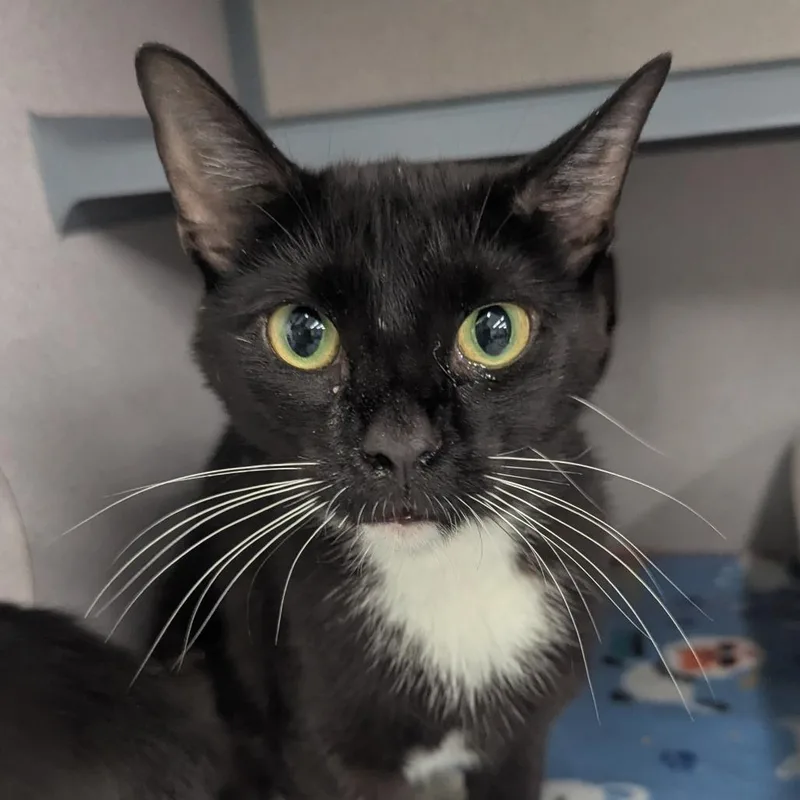 A baby medium-sized female Black Domestic Short Hair cat named Mamba for adoption in Evansville, IN