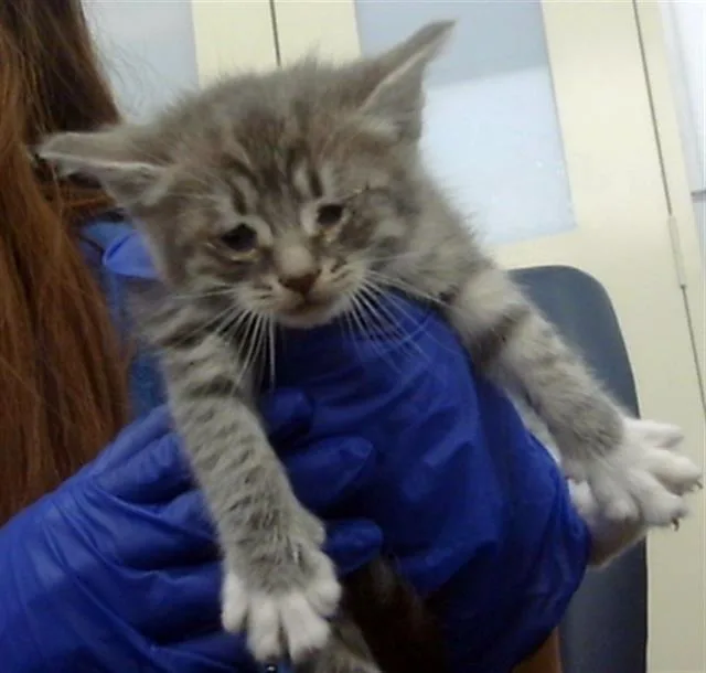 A baby medium-sized female Domestic Short Hair cat named Bryce for adoption in Dallas, TX
