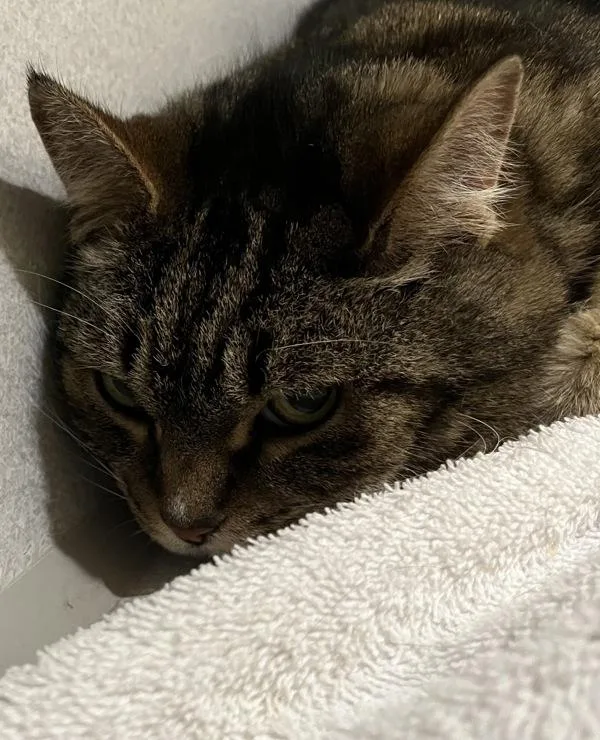 A senior medium-sized female Domestic Short Hair cat named Pearl for adoption in Stratham, NH