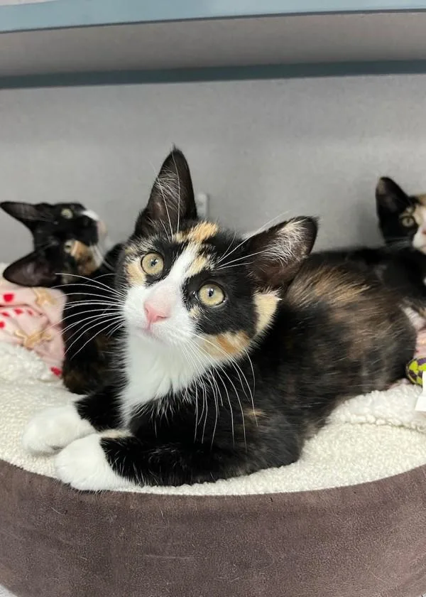 A baby small-sized female Domestic Short Hair cat named Meridian for adoption in Skillman, NJ