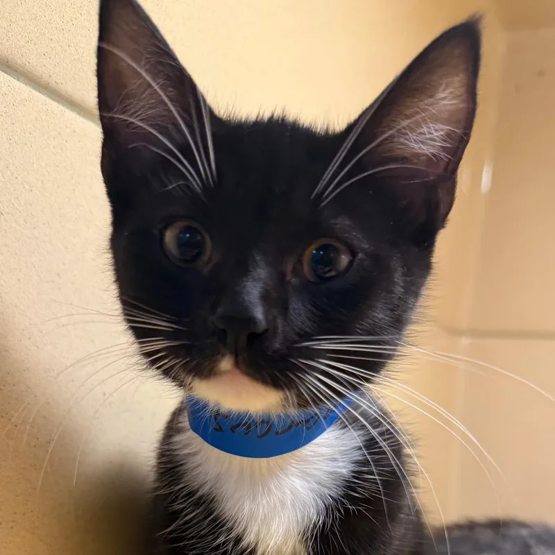 A baby small-sized male Black Domestic Short Hair cat named Marcus for adoption in Beckley, WV