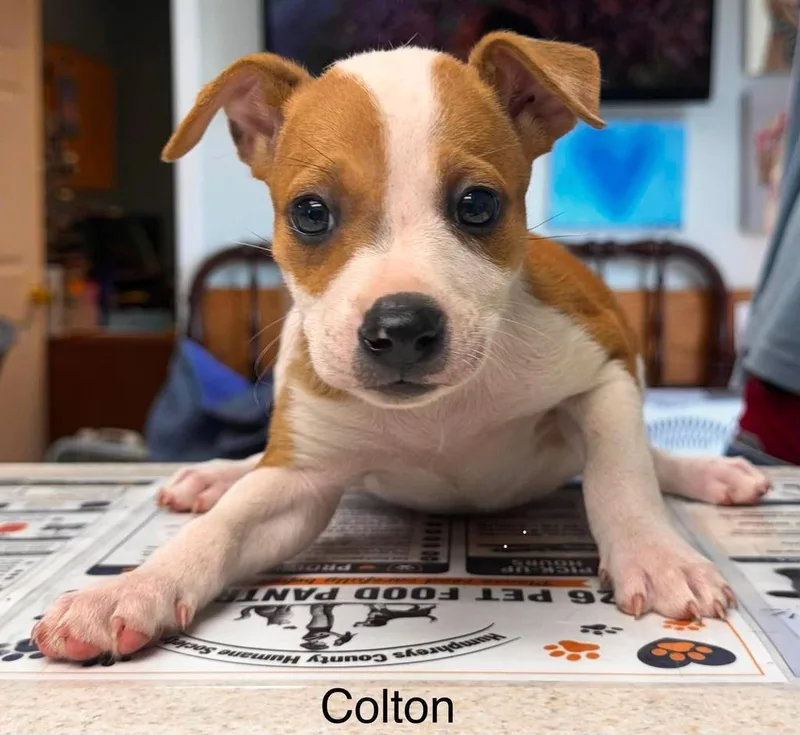 Colton