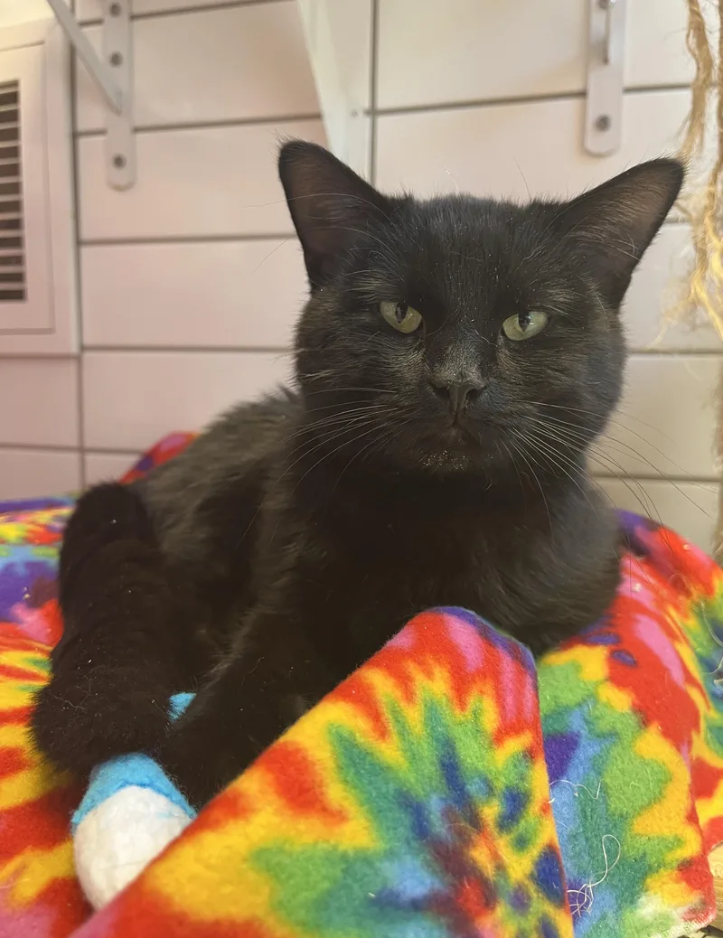 An adult medium-sized male Black Domestic Short Hair cat named Mistletoe for adoption in Cedar Rapids, IA