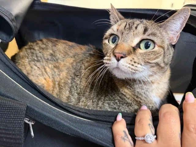 An adult small-sized female Domestic Short Hair cat named Mary for adoption in Miami, FL