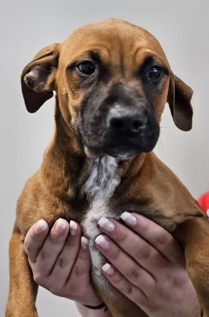 A baby medium-sized female Mixed Breed dog named Lucille FKA Dog for adoption in West Chester, PA