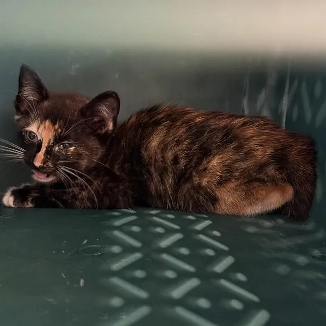 A baby small-sized female Domestic Short Hair cat named Ribbon for adoption in St. Louis, MO