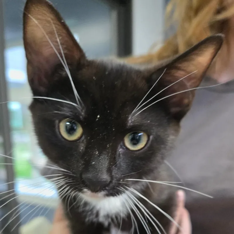 A baby small-sized female Black Domestic Short Hair cat named Marina for adoption in Kennebunk, ME