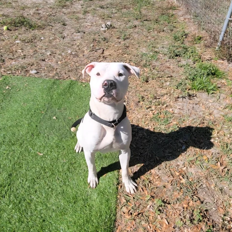 An adult large-sized male White / Cream American Bulldog dog named Ferdinand for adoption in Lake Panasoffkee, FL