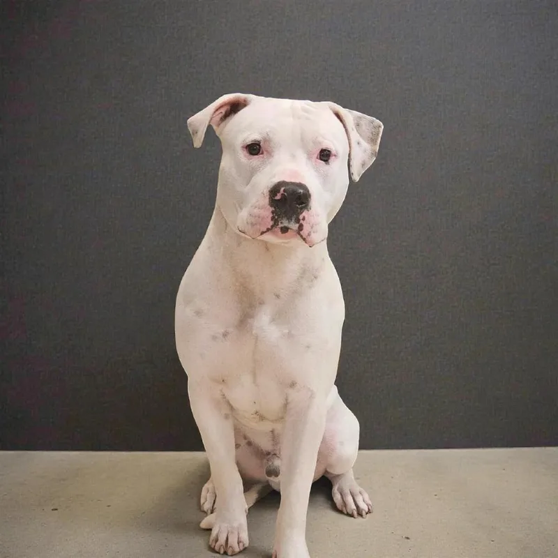 Ferdinand thumbnail 2