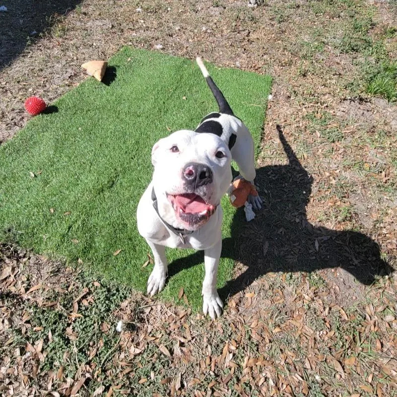 Ferdinand thumbnail 3