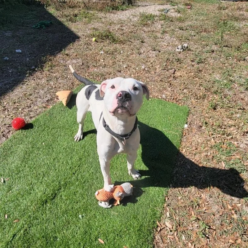 Ferdinand thumbnail 4